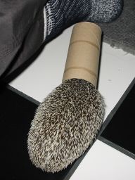 [Photo of Huff the Hedgepig]