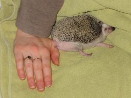 [Photo of Huff the Hedgepig]