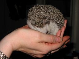 [Photo of Huff the Hedgepig]