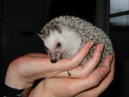 [Photo of Huff the Hedgepig]