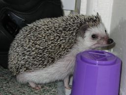 [Photo of Huff the Hedgepig]