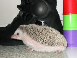 [Photo of Huff the Hedgepig]