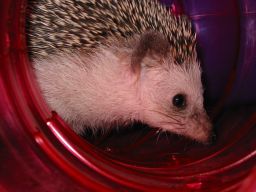 [Photo of Huff the Hedgepig]