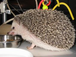 [Photo of Huff the Hedgepig]