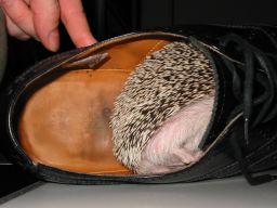 [Photo of Huff the Hedgepig]