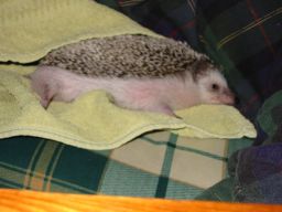 [Photo of Huff the Hedgepig]