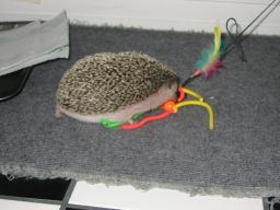 [Photo of Huff the Hedgepig]