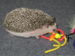 [Photo of Huff the Hedgepig]
