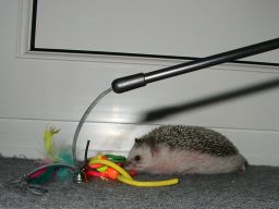 [Photo of Huff the Hedgepig]