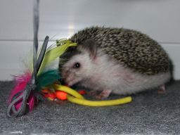 [Photo of Huff the Hedgepig]