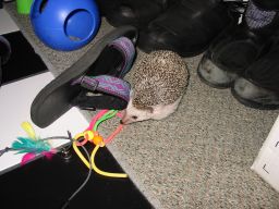 [Photo of Huff the Hedgepig]