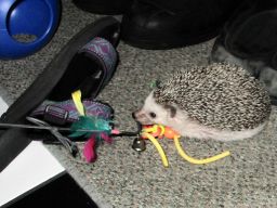 [Photo of Huff the Hedgepig]