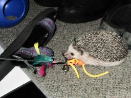 [Photo of Huff the Hedgepig]