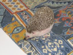 [Photo of Huff the Hedgepig]