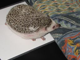 [Photo of Huff the Hedgepig]