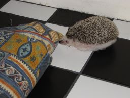 [Photo of Huff the Hedgepig]