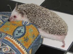 [Photo of Huff the Hedgepig]