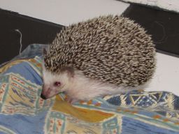 [Photo of Huff the Hedgepig]