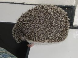 [Photo of Huff the Hedgepig]