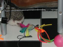 [Photo of Huff the Hedgepig]