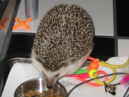 [Photo of Huff the Hedgepig]