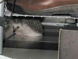 [Photo of Huff the Hedgepig]