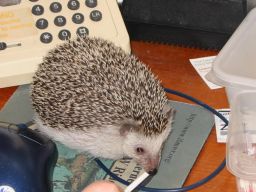 [Photo of Huff the Hedgepig]