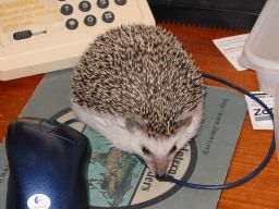 [Photo of Huff the Hedgepig]