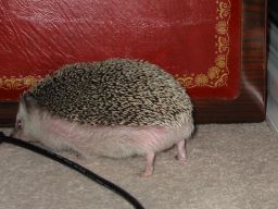 [Photo of Huff the Hedgepig]