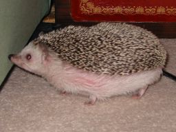 [Photo of Huff the Hedgepig]