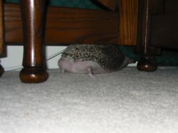 [Photo of Huff the Hedgepig]