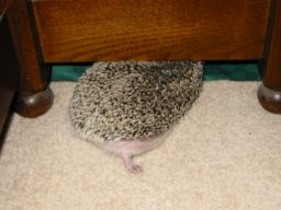 [Photo of Huff the Hedgepig]