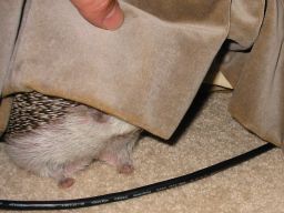 [Photo of Huff the Hedgepig]