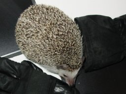 [Photo of Huff the Hedgepig]