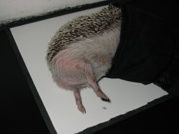 [Photo of Huff the Hedgepig]