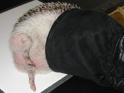 [Photo of Huff the Hedgepig]