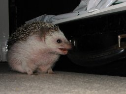 [Photo of Huff the Hedgepig]