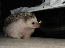 [Photo of Huff the Hedgepig]