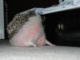 [Photo of Huff the Hedgepig]