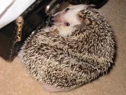 [Photo of Huff the Hedgepig]