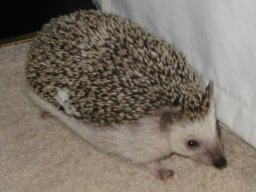 [Photo of Huff the Hedgepig]