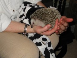 [Photo of Huff the Hedgepig]