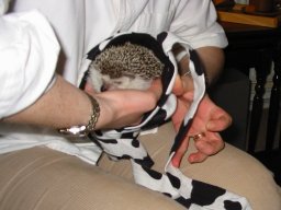 [Photo of Huff the Hedgepig]