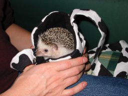 [Photo of Huff the Hedgepig]