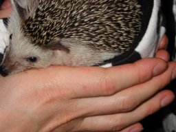 [Photo of Huff the Hedgepig]