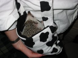 [Photo of Huff the Hedgepig]