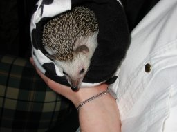 [Photo of Huff the Hedgepig]