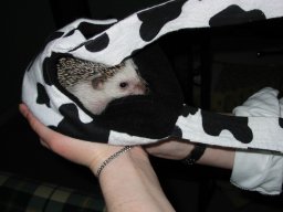 [Photo of Huff the Hedgepig]