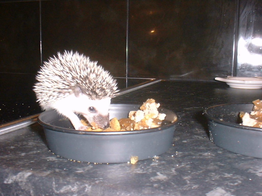 [Photo of a very young Huff the Hedgepig]