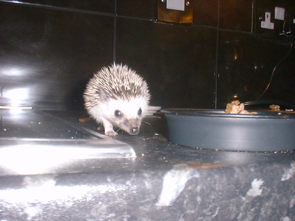 [Photo of a very young Huff the Hedgepig]
